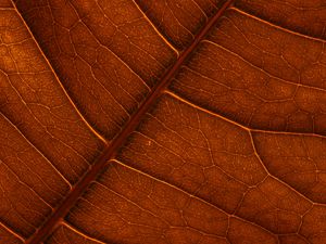 Preview wallpaper leaf, veins, macro, structure, brown