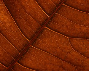 Preview wallpaper leaf, veins, macro, structure, brown