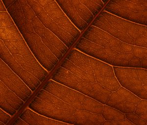 Preview wallpaper leaf, veins, macro, structure, brown