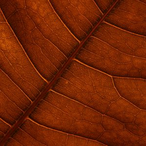 Preview wallpaper leaf, veins, macro, structure, brown