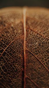 Preview wallpaper leaf, veins, macro, brown, dry