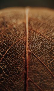 Preview wallpaper leaf, veins, macro, brown, dry