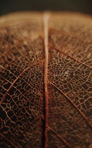 Preview wallpaper leaf, veins, macro, brown, dry