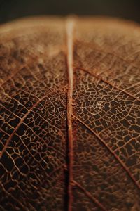 Preview wallpaper leaf, veins, macro, brown, dry