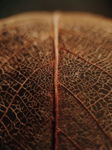 Preview wallpaper leaf, veins, macro, brown, dry