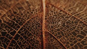 Preview wallpaper leaf, veins, macro, brown, dry