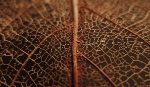 Preview wallpaper leaf, veins, macro, brown, dry