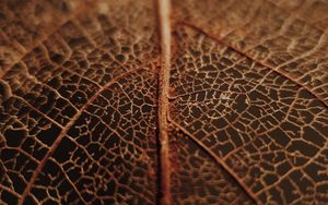 Preview wallpaper leaf, veins, macro, brown, dry