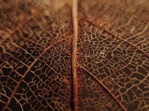 Preview wallpaper leaf, veins, macro, brown, dry