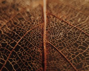 Preview wallpaper leaf, veins, macro, brown, dry