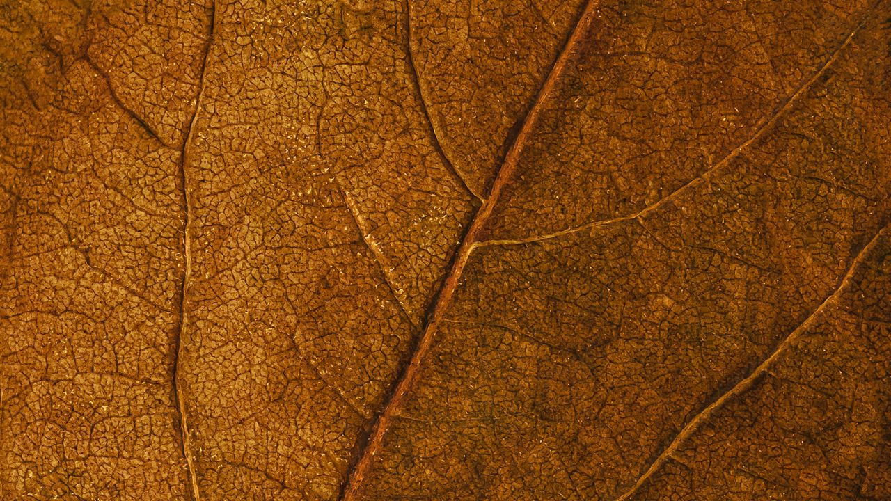 Wallpaper leaf, veins, macro, surface, brown