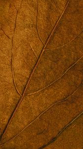 Preview wallpaper leaf, veins, macro, surface, brown