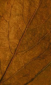 Preview wallpaper leaf, veins, macro, surface, brown