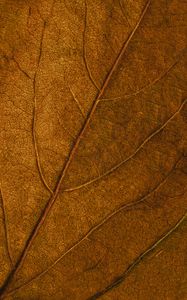Preview wallpaper leaf, veins, macro, surface, brown