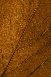 Preview wallpaper leaf, veins, macro, surface, brown