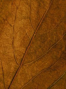 Preview wallpaper leaf, veins, macro, surface, brown