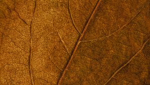 Preview wallpaper leaf, veins, macro, surface, brown