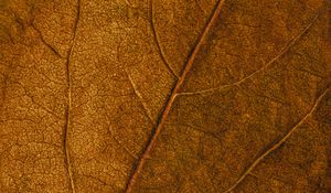 Preview wallpaper leaf, veins, macro, surface, brown