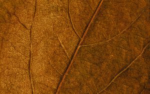 Preview wallpaper leaf, veins, macro, surface, brown