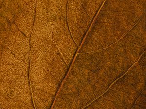 Preview wallpaper leaf, veins, macro, surface, brown