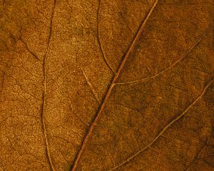 Preview wallpaper leaf, veins, macro, surface, brown