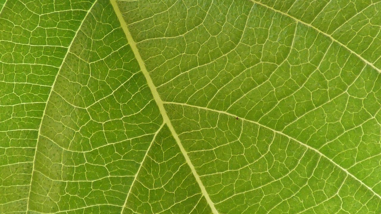 Wallpaper leaf, veins, macro, green, surface