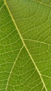 Preview wallpaper leaf, veins, macro, green, surface
