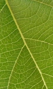 Preview wallpaper leaf, veins, macro, green, surface