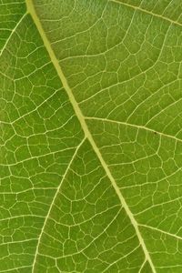 Preview wallpaper leaf, veins, macro, green, surface