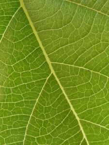 Preview wallpaper leaf, veins, macro, green, surface