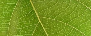 Preview wallpaper leaf, veins, macro, green, surface