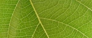 Preview wallpaper leaf, veins, macro, green, surface