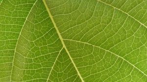 Preview wallpaper leaf, veins, macro, green, surface