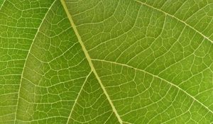 Preview wallpaper leaf, veins, macro, green, surface