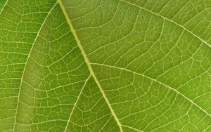 Preview wallpaper leaf, veins, macro, green, surface