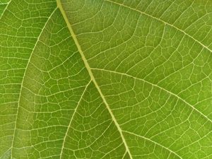 Preview wallpaper leaf, veins, macro, green, surface