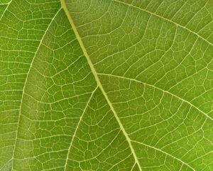 Preview wallpaper leaf, veins, macro, green, surface