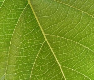 Preview wallpaper leaf, veins, macro, green, surface