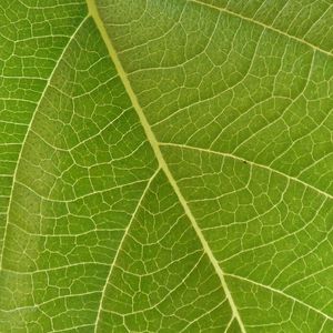 Preview wallpaper leaf, veins, macro, green, surface