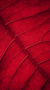 Preview wallpaper leaf, veins, macro, surface, red