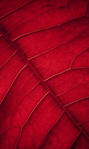 Preview wallpaper leaf, veins, macro, surface, red