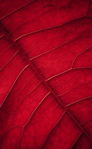 Preview wallpaper leaf, veins, macro, surface, red