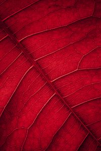 Preview wallpaper leaf, veins, macro, surface, red