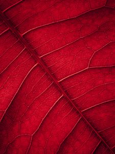 Preview wallpaper leaf, veins, macro, surface, red