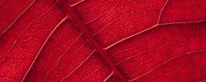 Preview wallpaper leaf, veins, macro, surface, red