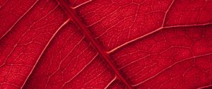Preview wallpaper leaf, veins, macro, surface, red