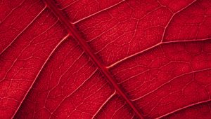Preview wallpaper leaf, veins, macro, surface, red