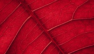 Preview wallpaper leaf, veins, macro, surface, red