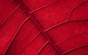 Preview wallpaper leaf, veins, macro, surface, red