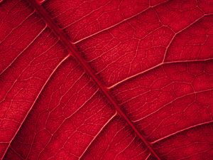 Preview wallpaper leaf, veins, macro, surface, red